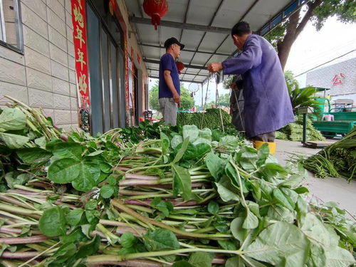 云梦 全国农产品地理标志 白花菜 丰收